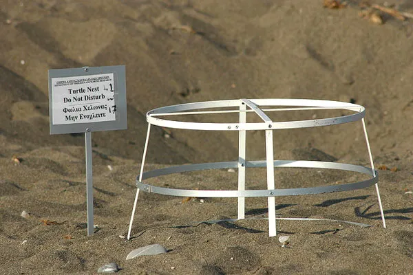 Cypr | Zabezpieczone gniazdo żółwia Cypr | Zabezpieczone gniazdo żółwia