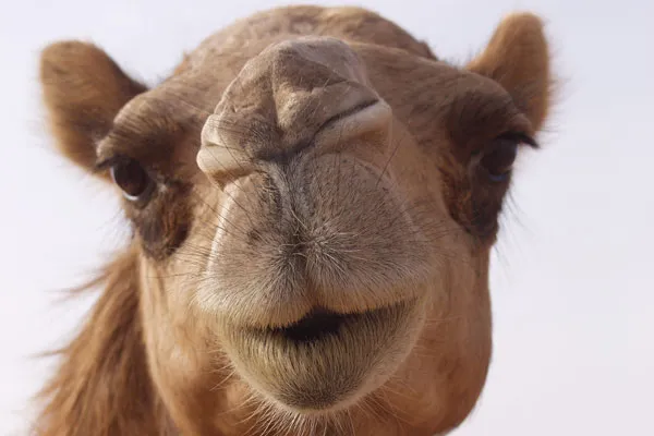 Dubaj | W trzy dni zdążymy poznać różne oblicza Dubaju Dubaj | W trzy dni zdążymy poznać różne oblicza Dubaju