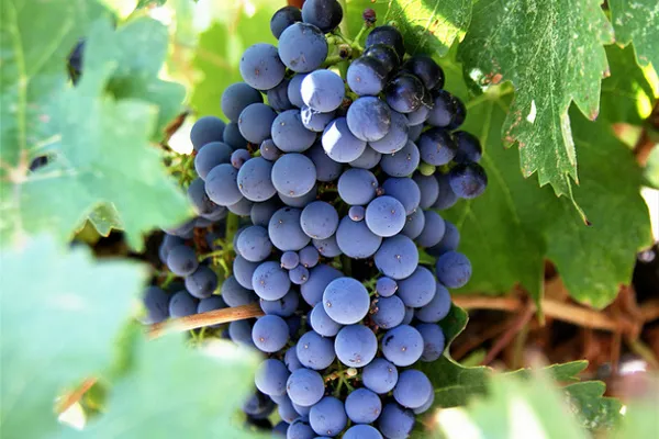 Cypr | Cypryjskie słodycze wyrabiane są z soku winogronowego Cypr | Cypryjskie słodycze wyrabiane są z soku winogronowego