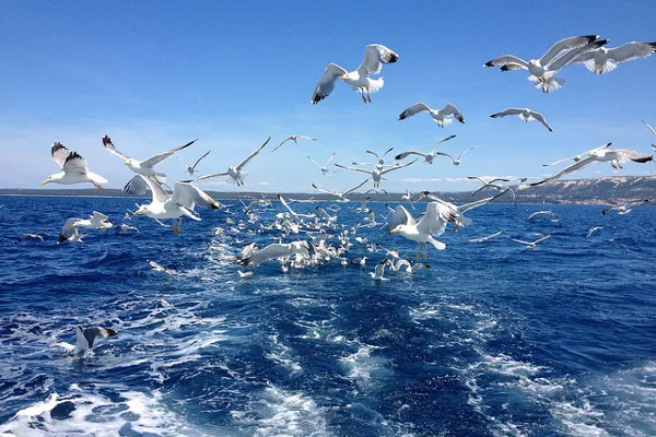 Chorwacja | Wyspę charakteryzuje klimat śródziemnomorski