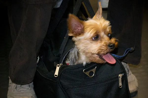 Filipiny | Jakie warunki trzeba spełnić, by móc wybrać się na Filipiny z pupilem?