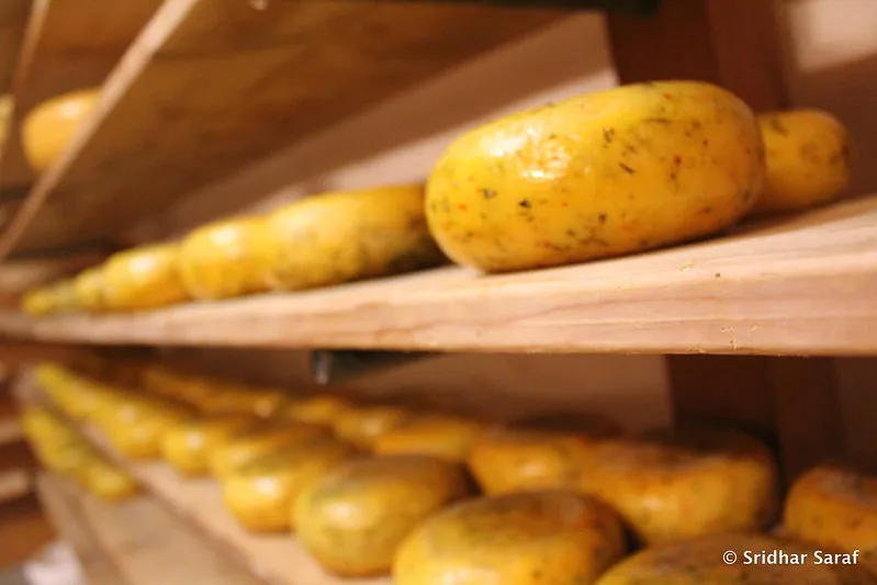 Holandia | Sery kosztują zwykle 16 euro za kg Holandia | Sery kosztują zwykle 16 euro za kg