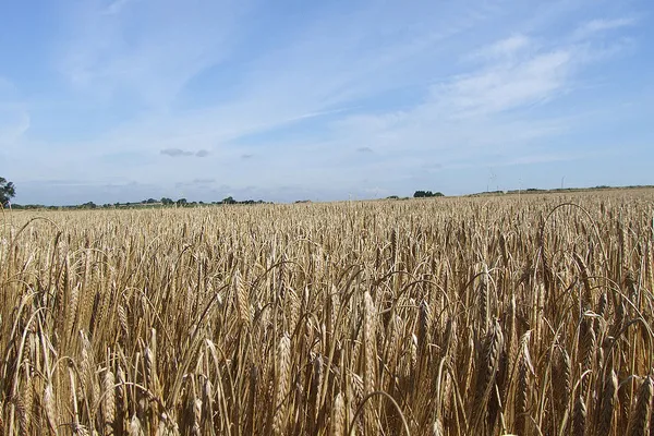 Ukraina | W pierwszym etapie, w maju, uczestnicy festiwalu orali ziemię i siali zboże Ukraina | W pierwszym etapie, w maju, uczestnicy festiwalu orali ziemię i siali zboże