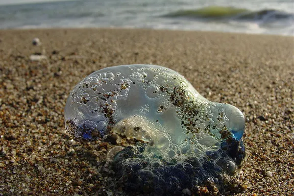 Portugalia | Nawet wyrzucone na brzeg morza, martwe żeglarze nadal mogą poparzyć Portugalia | Nawet wyrzucone na brzeg morza, martwe żeglarze nadal mogą poparzyć