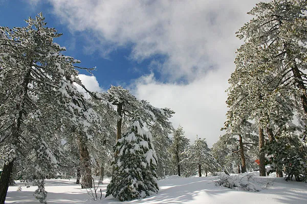Cypr | Luty w Górach Troodos Cypr | Luty w Górach Troodos