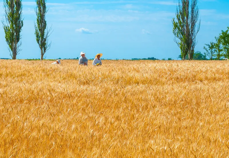 Złote zboże Złote zboże