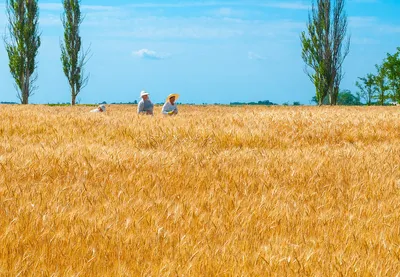 Flaga, godło i hymn Ukrainy