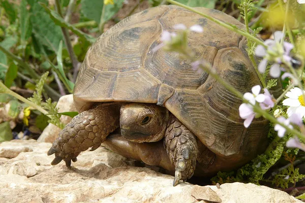 Tunezja | Żółw śródziemnomorski (Testudo graeca nabeulensis) Tunezja | Żółw śródziemnomorski (Testudo graeca nabeulensis)