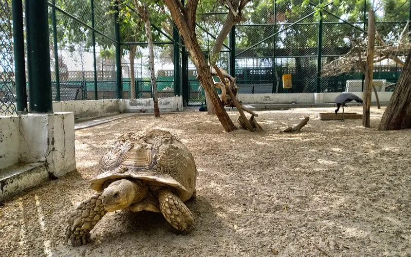 Dubaj | Dubajskie Zoo jest najstarszym ogrodem zoologicznym na Półwyspie Arabskim Dubaj | Dubajskie Zoo jest najstarszym ogrodem zoologicznym na Półwyspie Arabskim