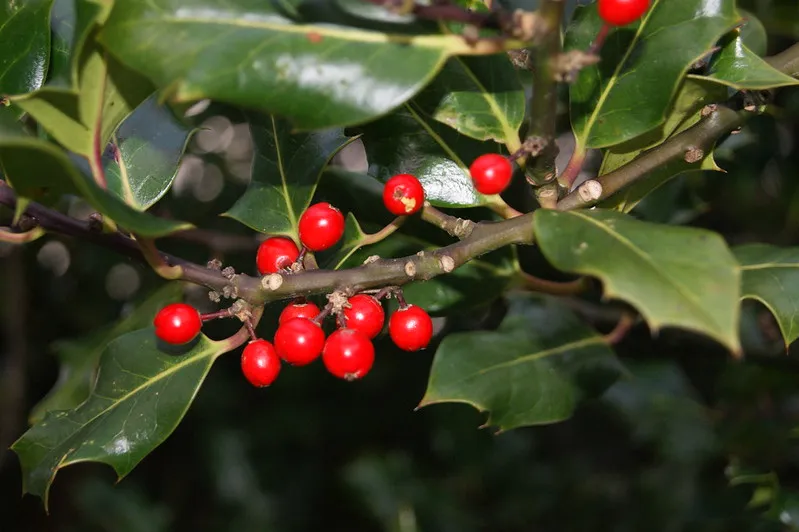 Cypr | Kartkę z życzeniami najlepiej wysłać 2-3 tygodnie przed świętami Cypr | Kartkę z życzeniami najlepiej wysłać 2-3 tygodnie przed świętami